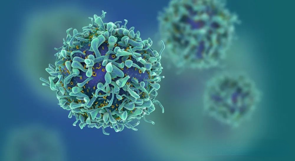 20岁和60岁时你的免疫细胞有什么不同