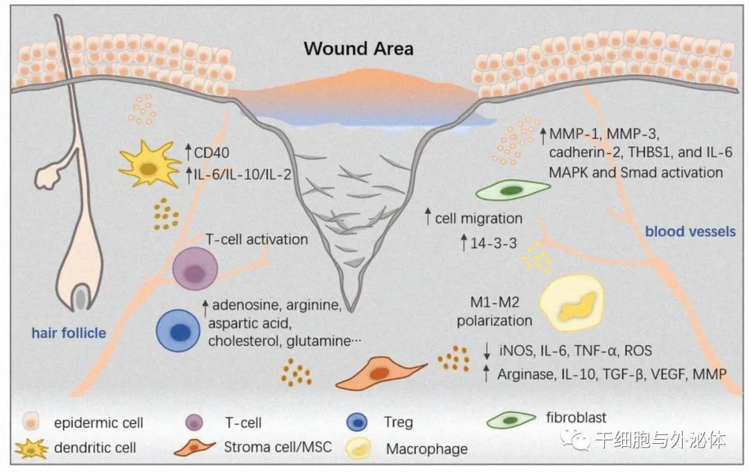 外泌体参与多种皮肤再生修复机制