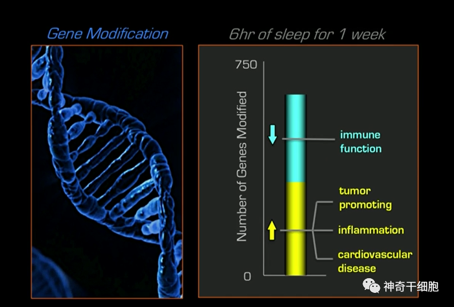 少睡短命！低质量睡眠影响免疫，NK细胞活性下降70%！