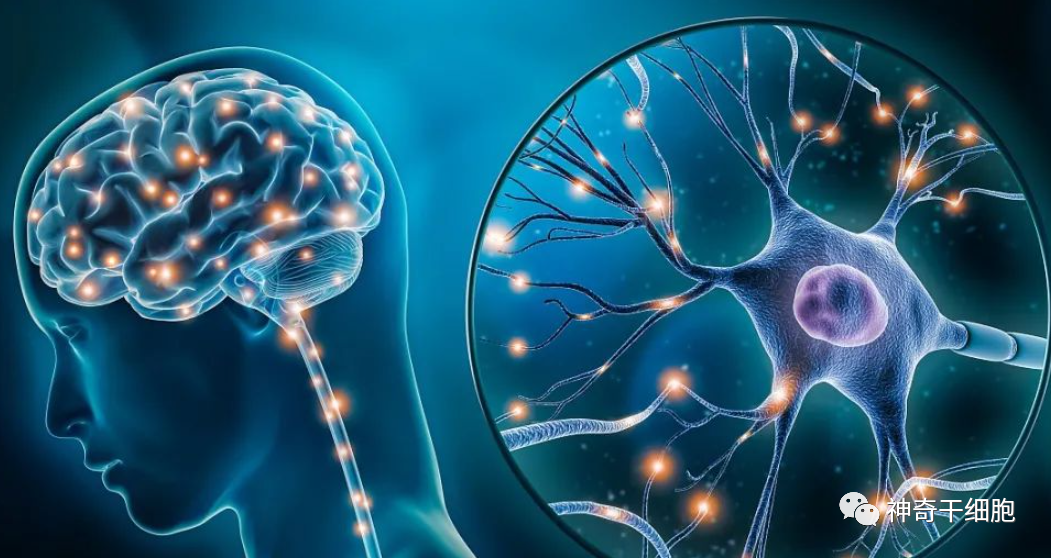 造福神经系统疾病患者！新政策重点推动细胞治疗
