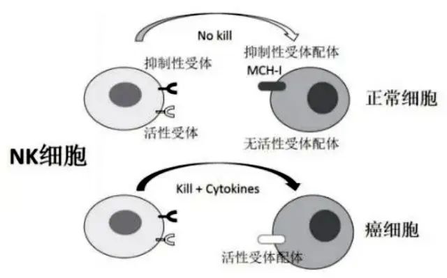 《Cell》新综述：年轻的NK免疫细胞有望延缓衰老过程，治疗年龄相关疾病