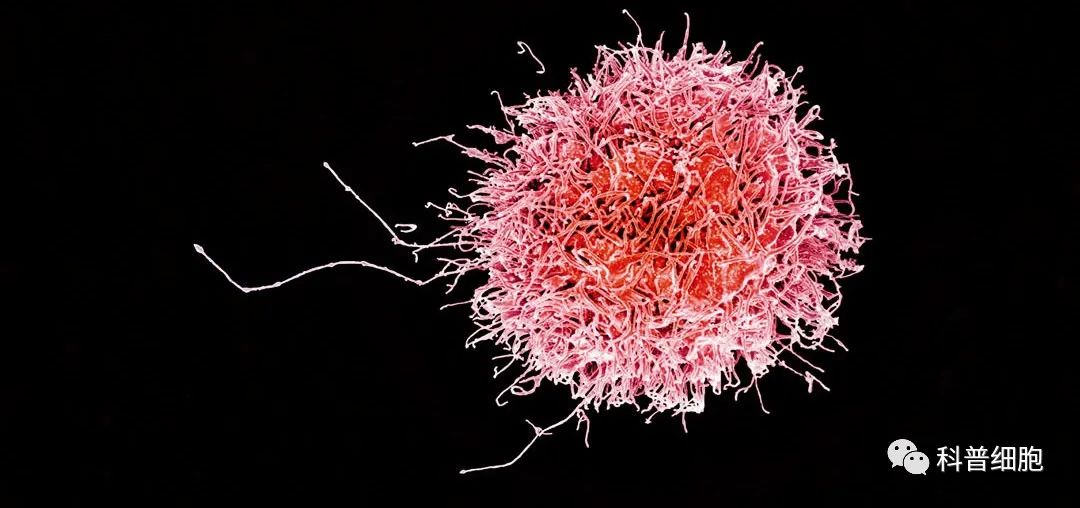 抗衰、杀瘤、抵御病毒，“人体劳模”NK细胞到底要干多少活？