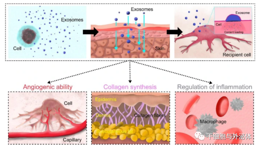 自然疗法 | 外泌体成为再生美学领域的新技术
