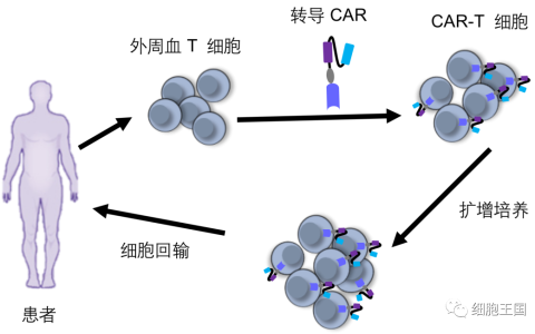 多个临床完全缓解！概述CAR-T疗法发展，实现血液瘤&实体瘤的双向奔赴