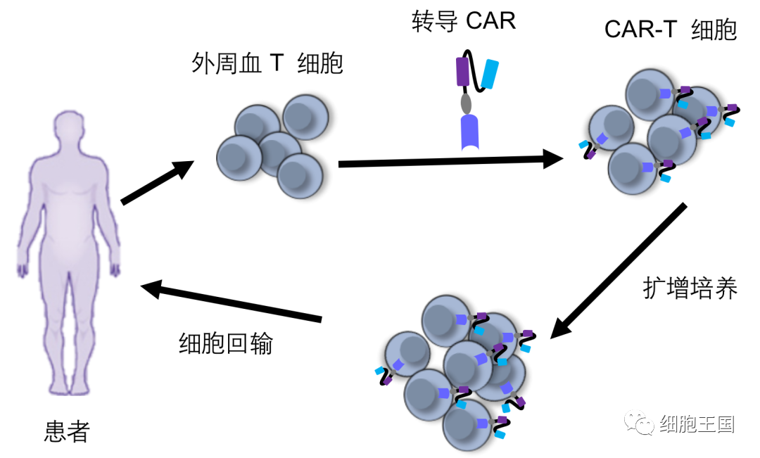 多个临床完全缓解！概述CAR-T疗法发展，实现血液瘤&实体瘤的双向奔赴