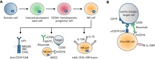 关于CAR-NK细胞疗法，从六个维度分析