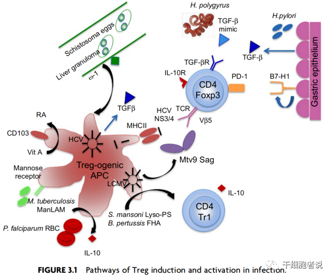 关于Treg细胞，你想知道的在这里