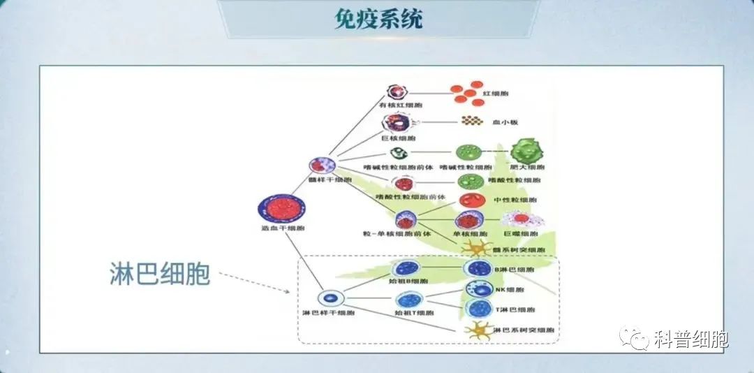 董晨院士：免疫治疗让难以攻克的疾病有了治愈的希望