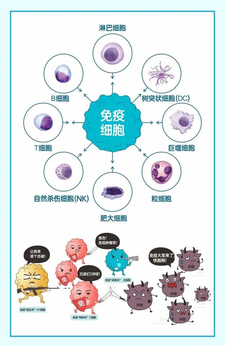 20岁和60岁时你的免疫细胞有什么不同