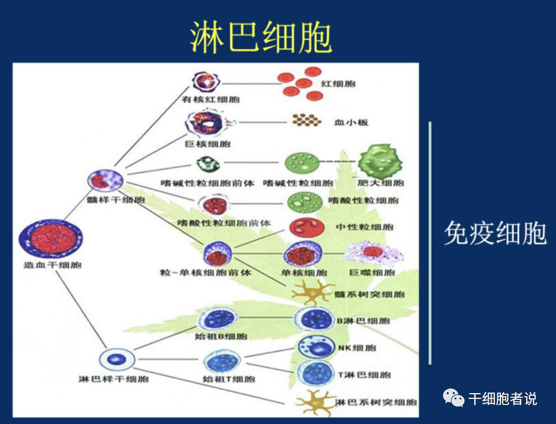 董晨院士:免疫治疗让难以攻克的疾病有了治愈的希望