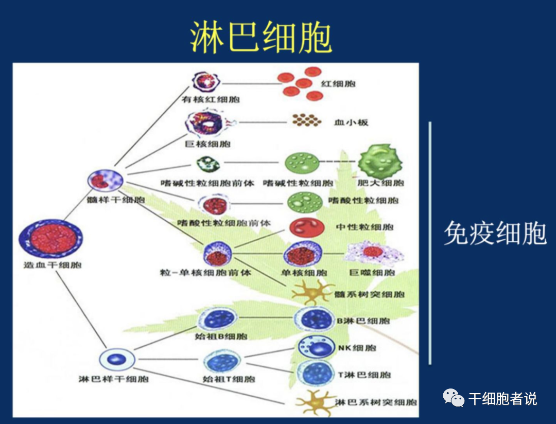 董晨院士：免疫治疗让难以攻克的疾病有了治愈的希望