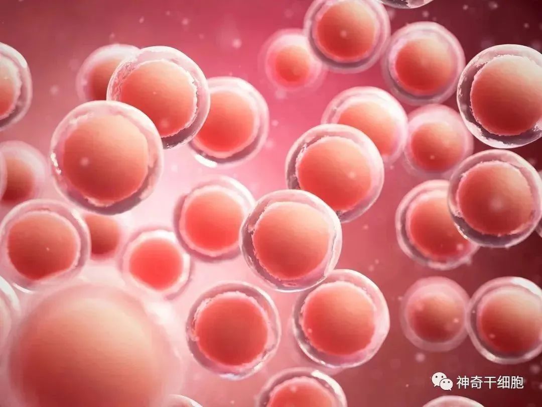 困扰3亿中国人的慢性疼痛，干细胞疗法有望成为新选择