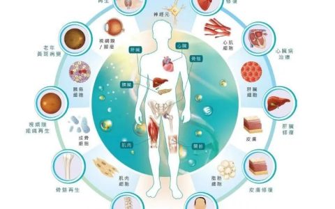 关于干细胞治疗的八大误区