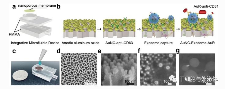 外泌体提取分离的12种技术