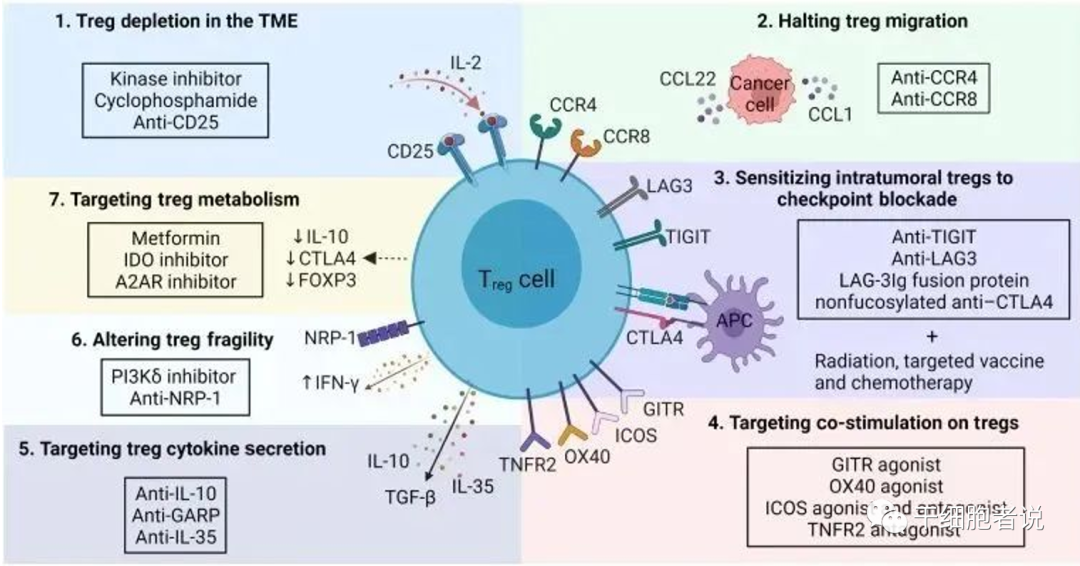 关于Treg细胞，你想知道的在这里