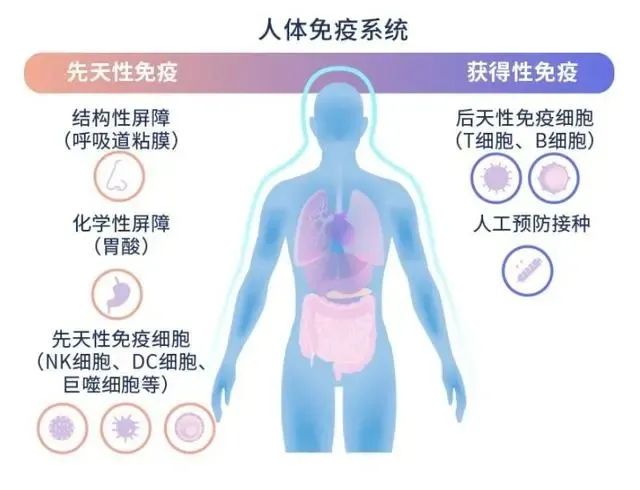 《Cell》新综述：年轻的NK免疫细胞有望延缓衰老过程，治疗年龄相关疾病