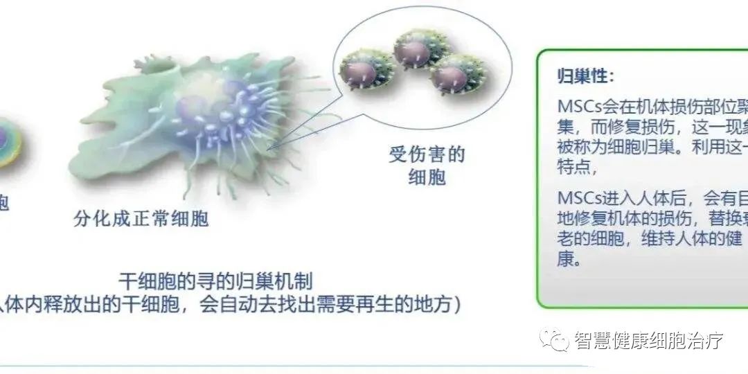 干细胞到了体内能存活多久？