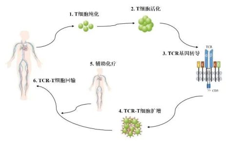 简单了解TCR-T细胞免疫疗法