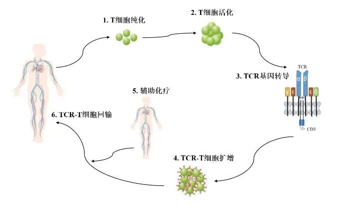 简单了解TCR-T细胞免疫疗法