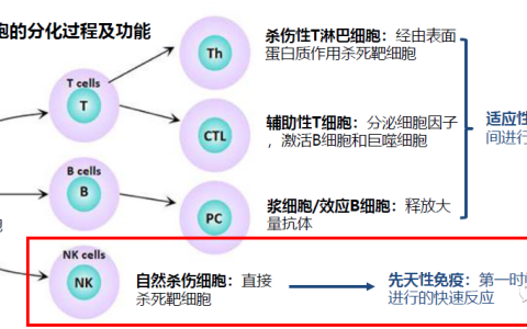 基于NK细胞受体的CAR-T细胞疗法