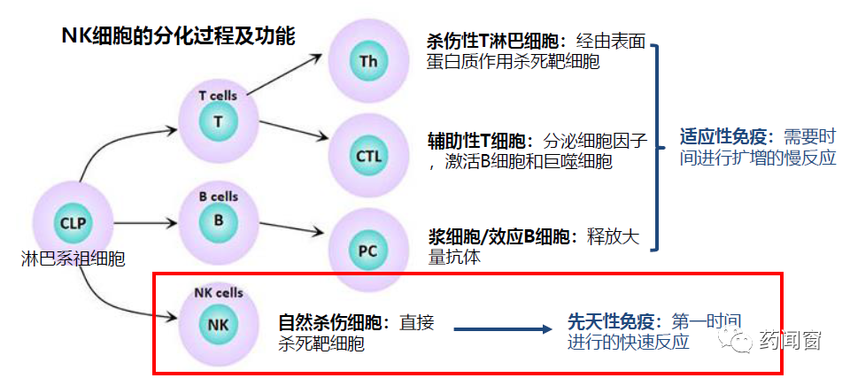 基于NK细胞受体的CAR-T细胞疗法