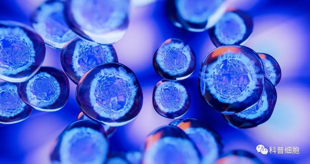 效果、原理、费用…40个问题看懂干细胞抗衰老
