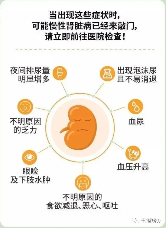 我国1.2亿慢性肾脏病患者，干细胞是否能有效干预肾衰竭？