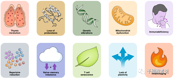 《自然 · 免疫》：T细胞衰老的十大特征
