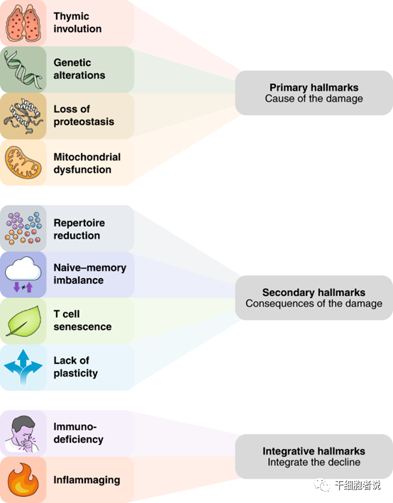 《自然 · 免疫》：T细胞衰老的十大特征