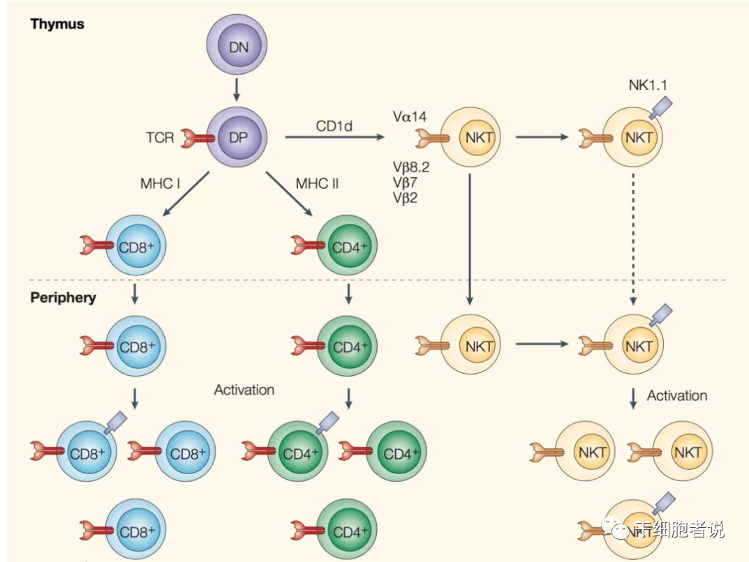 关于NKT细胞，你想知道的在这里
