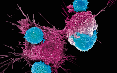 人体免疫系统的特种兵-T细胞