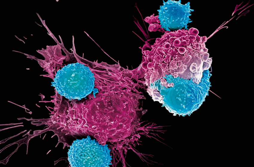 人体免疫系统的特种兵-T细胞
