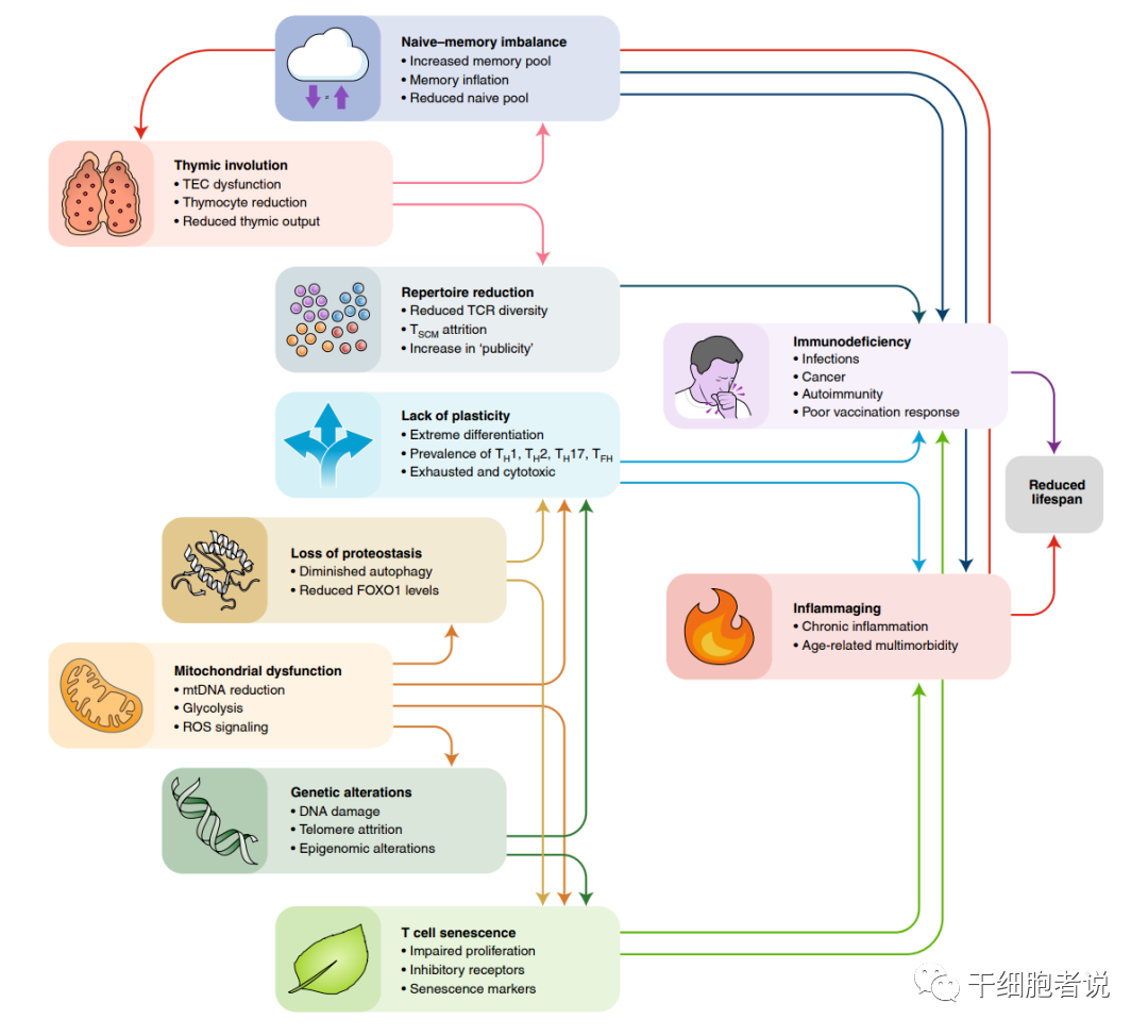 《自然 · 免疫》：T细胞衰老的十大特征