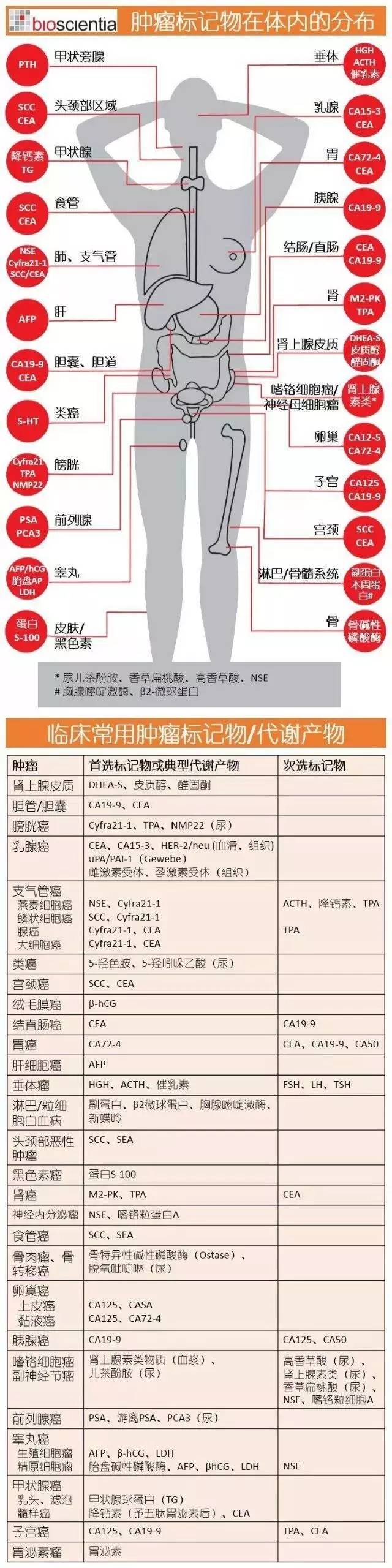 免疫细胞与人体健康的关系！