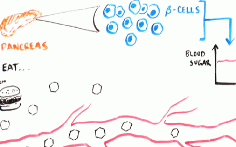 干细胞干预修复糖尿病的10问10答