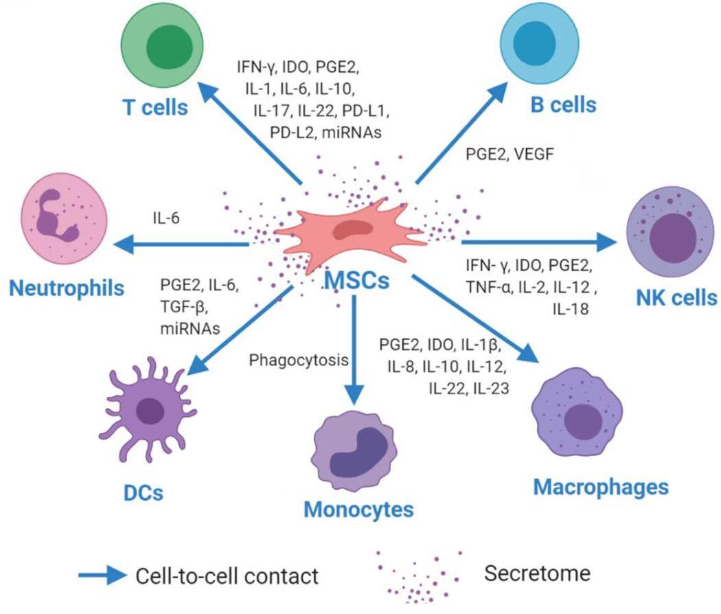 间充质干细胞与免疫的相互作用