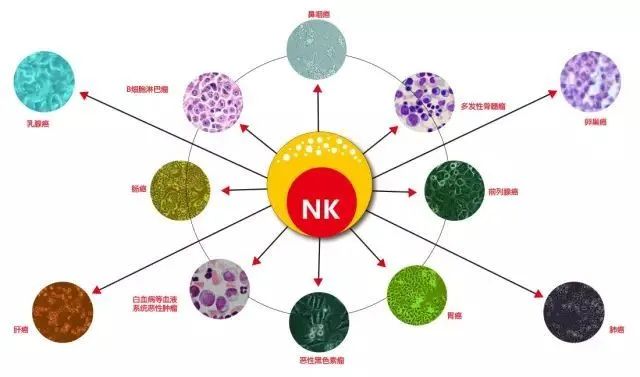 细胞百科丨了解NK细胞