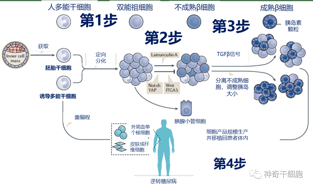 干细胞干预修复糖尿病的10问10答