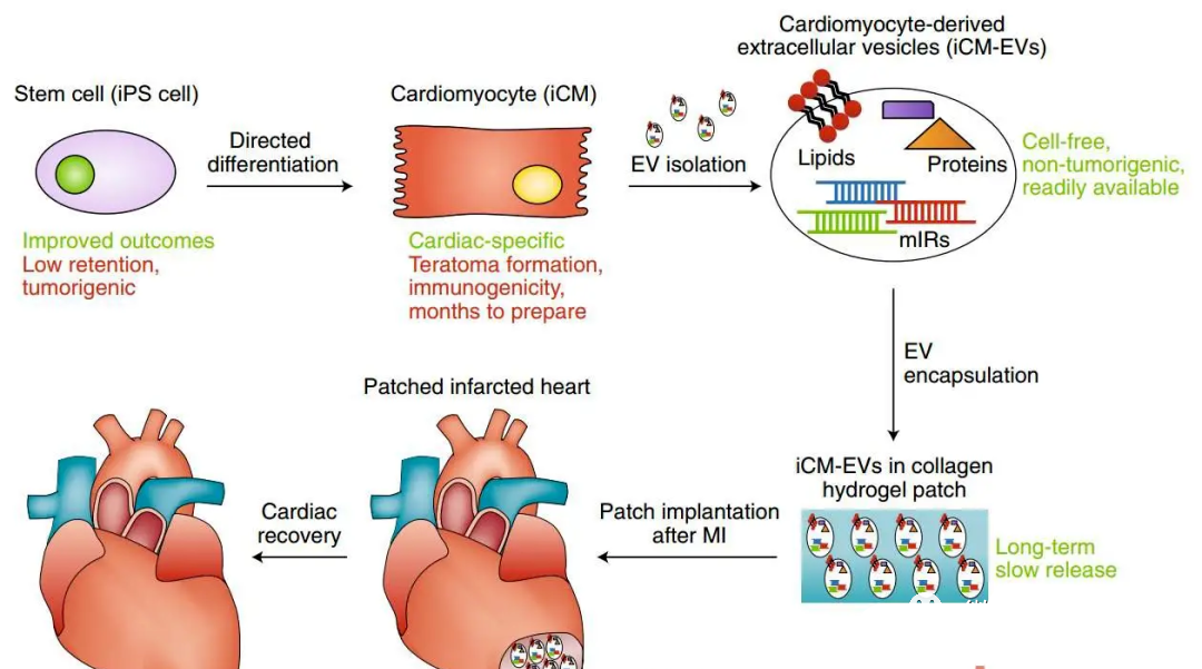 干细胞治疗心脏疾病临床一览，让心脏疾病患者不再“心”伤