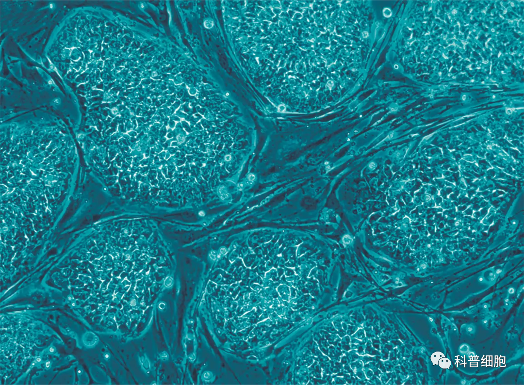 效果、原理、费用…40个问题看懂干细胞抗衰老