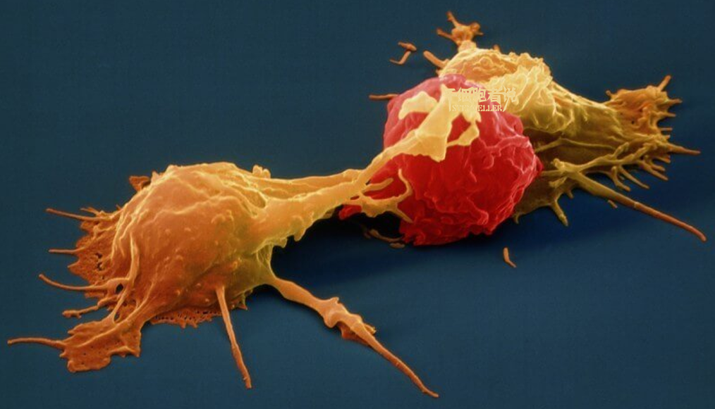 如何激活人体免疫“第一反应者”—NK细胞