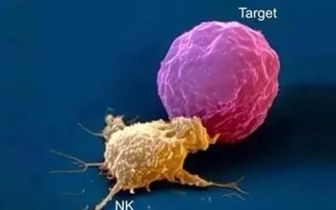 细谈NK细胞免疫疗法及其应用
