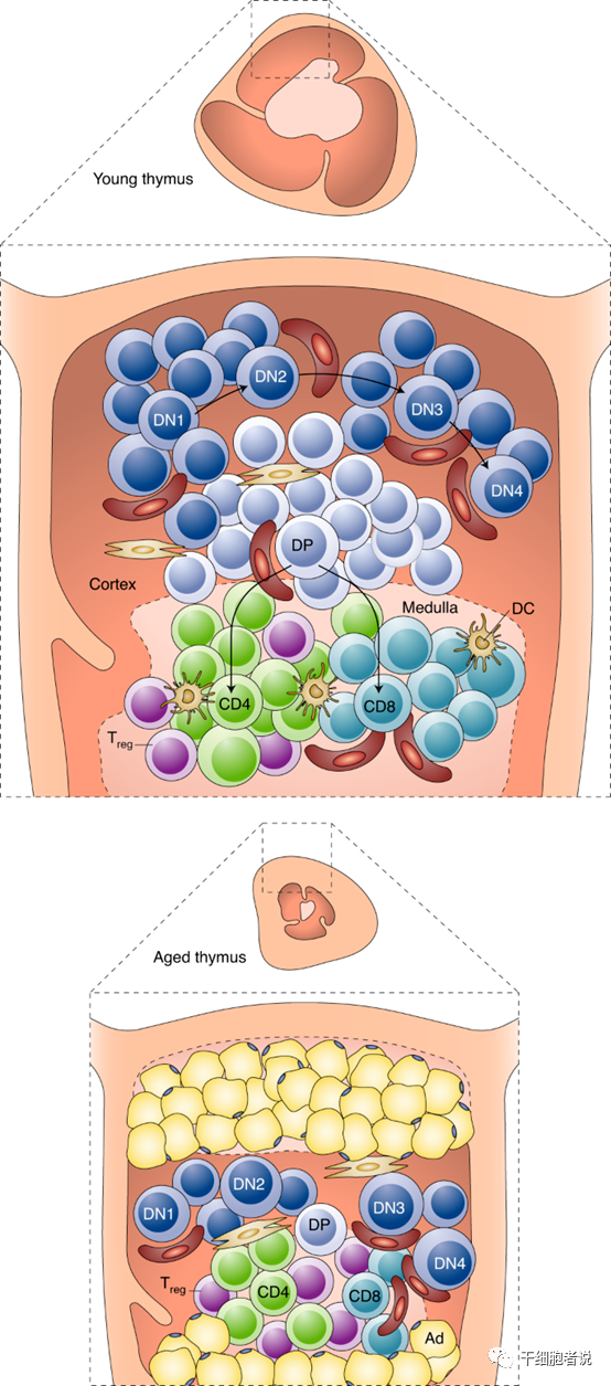 《自然 · 免疫》：T细胞衰老的十大特征