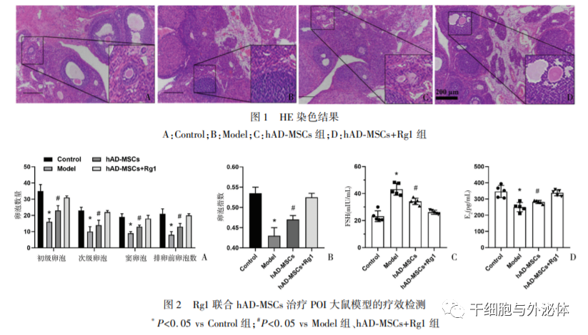 间充质干细胞移植可以提高卵泡的数量，改善卵巢的功能