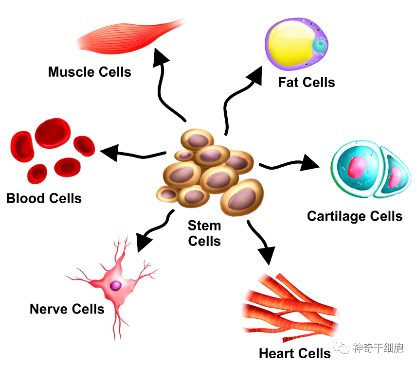 人体内有那么多干细胞，为什么还需要定期补充干细胞呢？