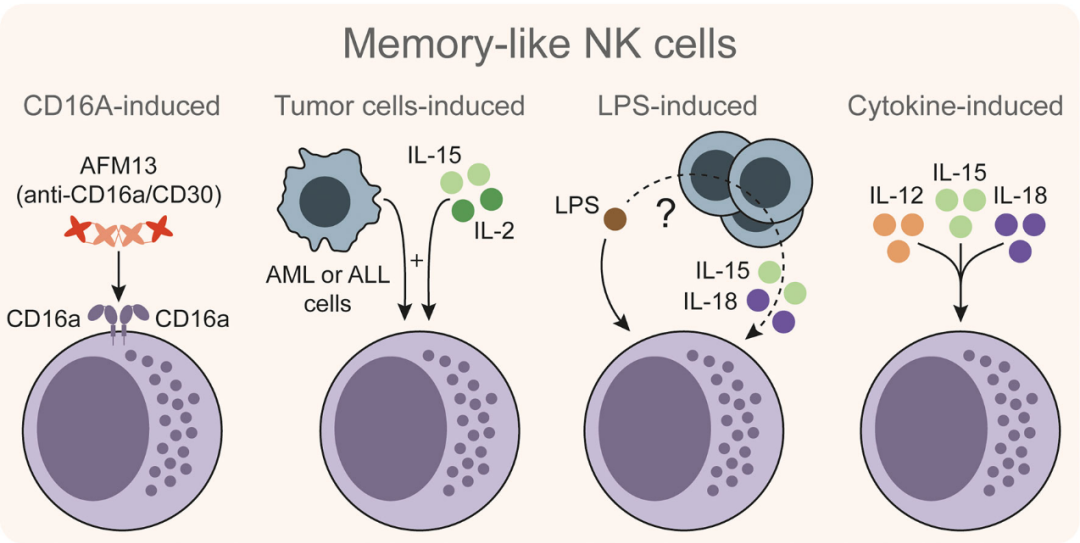 【NK细胞】不得不提的细胞因子