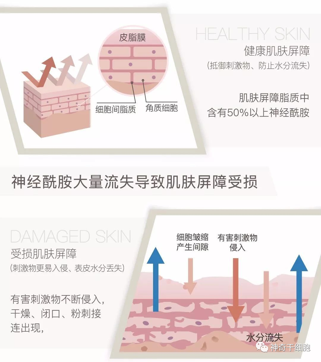 外泌体皮肤抗衰老，科技护肤新趋势！