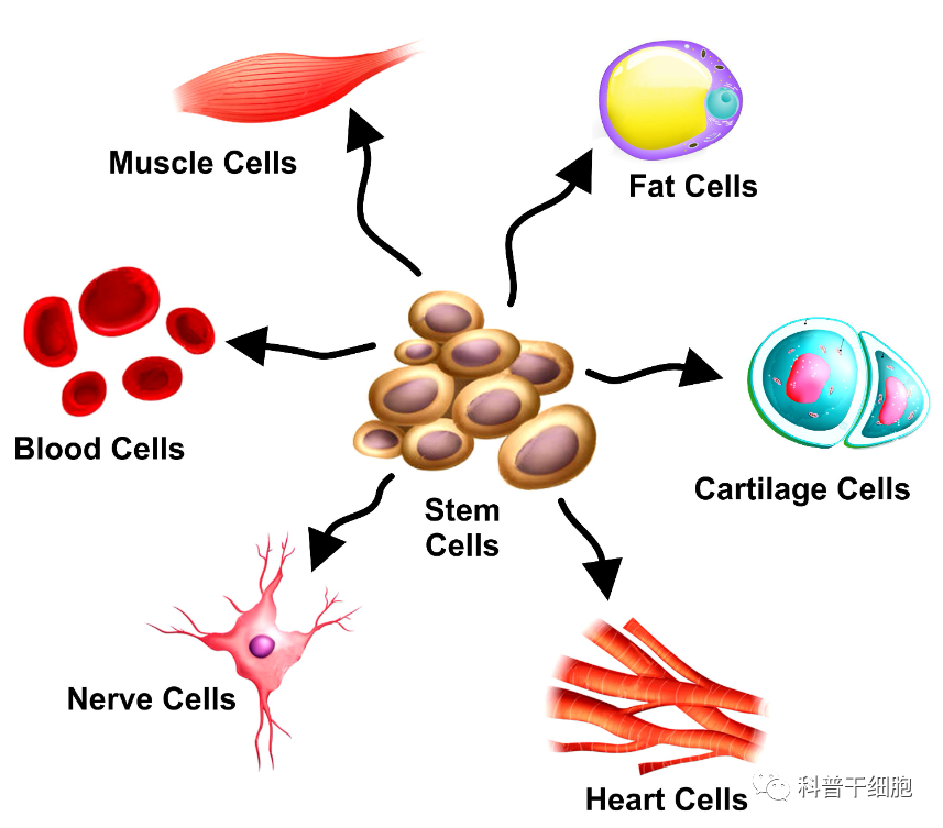 想了解干细胞基础知识，读这一篇就够了！