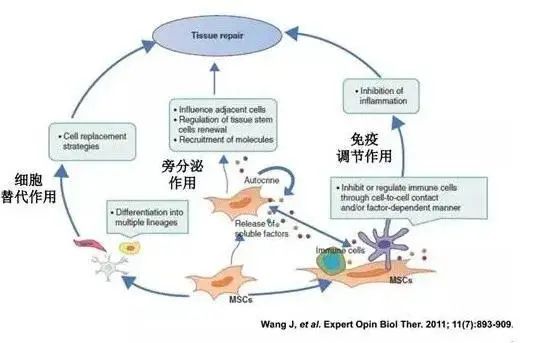 干细胞治疗慢阻肺的临床进展及案例分享