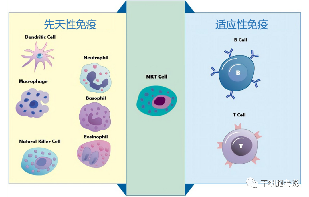 关于NKT细胞，你想知道的在这里